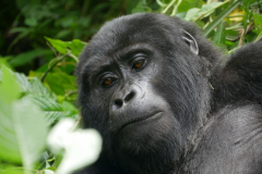 Uganda_8