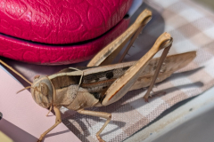 PXL_20251021_131132193.MP_