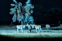 PXL_20251103_181307688.NIGHT_