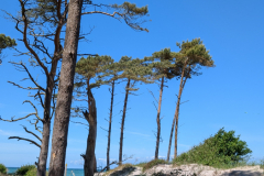 PXL_20250529_094026719.MP_