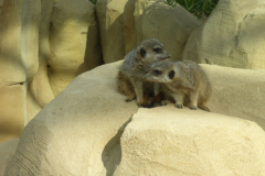 Erdmännchen im Danakilhaus