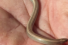 PXL_20230827_073156512.MP_