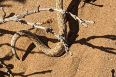 PXL_20230827_074355790